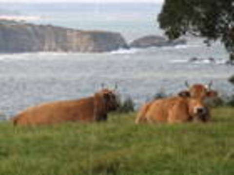 vaca roxa