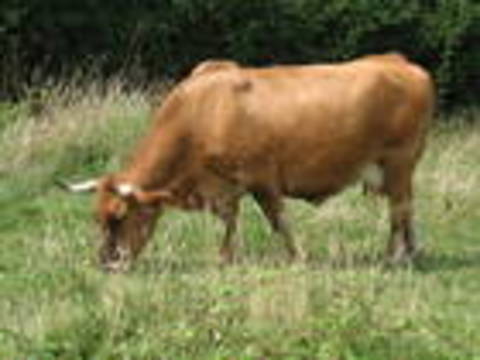 roxa