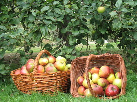 Manzanas