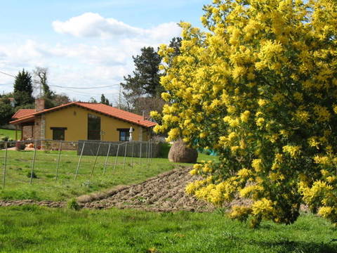Mimosa