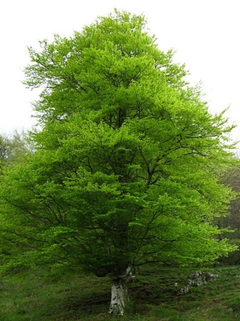 Primavera