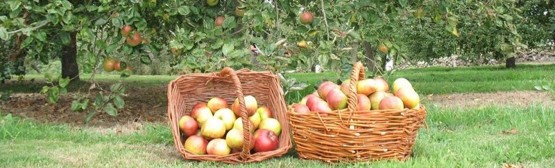 Manzanas